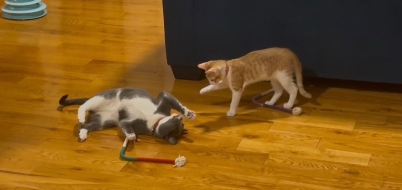Limu and Yuzu playing